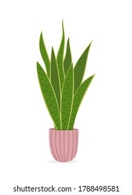 Vector illustration of house plant isolated on white background. Snake plant. Dracaena trifasciata. Mother-In-Law's Tongue