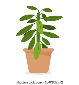 Vector illustration of house plant isolated on white background. Euphorbia