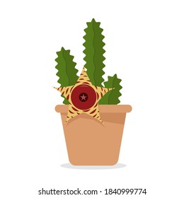 Vector illustration of house plant isolated on white background. Huernia. Kenyan Dragon Flower