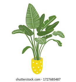 vector illustration of house plant on white background. 