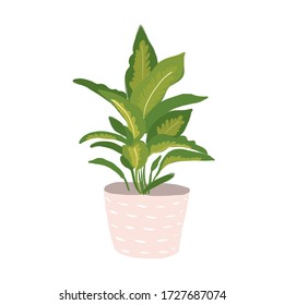 vector illustration of house plant on white background. 