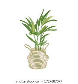 vector illustration of house plant on white background. 
