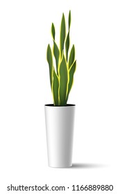 Vector illustration of house plant Sansevieria trifasciata (mother-in-law's tongue) in high pot