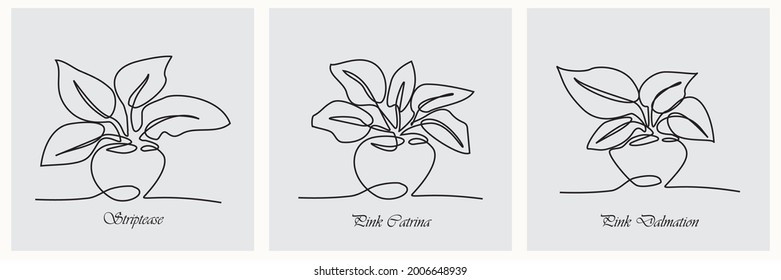 Vector illustration of House plants in pots. Continuous one Line drawing. Isolated on White Background. Pink Catrina - Striptis - Pink Dalmation.