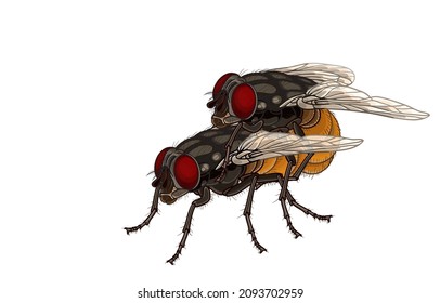 Vector illustration of Houseflies mating,male flies on top,female flies below,reproduction of flies,spread of disease,isolated on white background,Nasty Breeds,Life of flies,annoying insects.