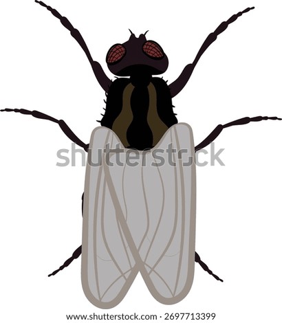 Vector Illustration of a Housefly Detailed Flying Pest Insect Drawing for Hygiene, Pest Control, and Biology Education