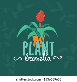 Vector illustration of a houseplant bromeliad in a pot. Icon for poster, plants, greens, plant lover. Bromelia