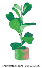 Vector illustration with houseplant fiddle fig.