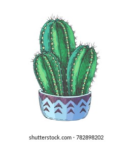 Vector illustration of houseplant. Vintage hand drawn illustration of cactus in pot with ethnic ornament isolated on white.