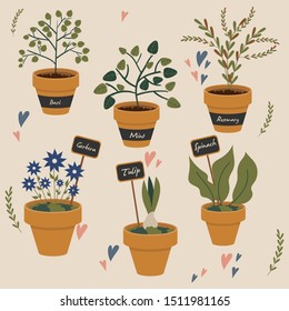 Vector illustration of houseplants in ceramic pots. Plants for home garden: basil, rosemary, spinach, mint, tulip and gerbera, with signed tags.