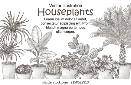Vector illustration of houseplants in pots in engraving style. Graphic linear dracaena, lobivia cactus, sansevieria, ficus, scindapsus, prickly pear cactus, succulents, pilea, indoor palm