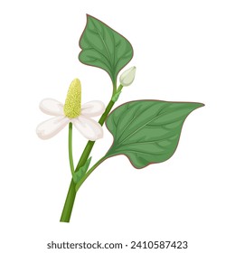 Vector illustration, Houttuynia cordata, called as Dokudami in japan, herbal plant, isolated on white background.