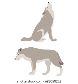 Vector illustration of howling and walking wolves isolated on white background