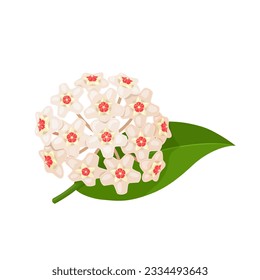 Ilustración vectorial, Hoya carnosa, flor de porcelana o planta de cera, aislada en fondo blanco.