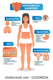 Vector Illustration With Human Anatomical Barriers Scheme. Woman Body With Respiratory, Digestive, Genitourinary Tract, Eyes And Skin Close Up. Immune System Explanation With Diagram.