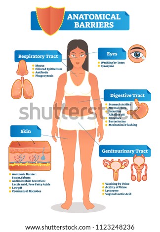Vector illustration with human anatomical barriers scheme. Woman body with respiratory, digestive, genitourinary tract, eyes and skin close up. Immune system explanation with diagram.