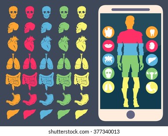 vector illustration of human anatomy