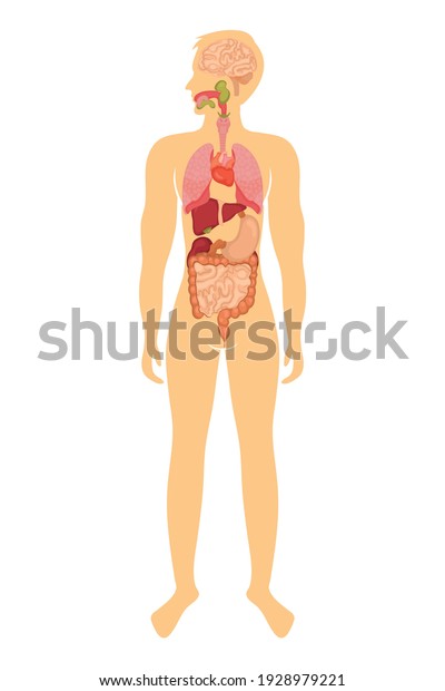 Vector\
illustration of human anatomy diagram.\
Man.