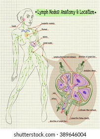 vector illustration human anatomy and the location of the lymph nodes