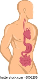 vector  illustration of a Human anatomy showing heart,stomach,intestine and digestive system isolated on white background.