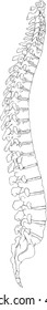 Vector illustration of the Human Anatomy Spine System