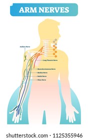 Vector Illustration With Human Arm Nerves. Anatomical Scheme With Axillary, Long Thoracic, Musculocutaneous, Median, Radial And Ulnar Nerves. Vertebrae With C1-C8 And T1 Close-up And Neurology Basics.