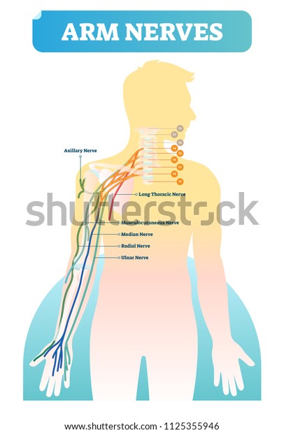 Vector illustration with human arm nerves.\
Anatomical scheme with axillary, long thoracic, musculocutaneous,\
median, radial and ulnar nerves. Vertebrae with C1-C8 and T1\
close-up and neurology\
basics.