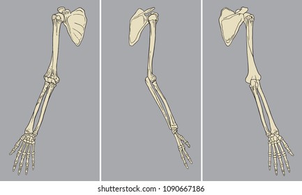 Vector illustration of human arm skeletal anatomy pack