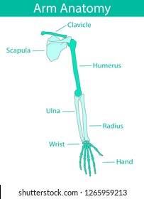Vector illustration of human arm skeletal anatomy. Bone structure diagram. Educational materials. Medical, clinic, institute, rehabilitation, diagnostic, surgery, logo. X-ray, MRI scheme
