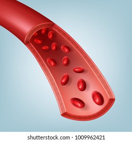 Vector illustration of human blood vessel in section with red blood cells. Isolated on background