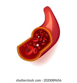 Vector illustration of human blood vessel in section with red blood cells. Isolated on background