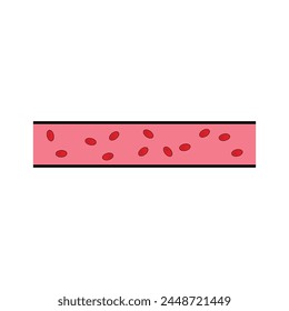 Ilustración vectorial de vaso sanguíneo humano en sección con glóbulos rojos. Aislado en el fondo.