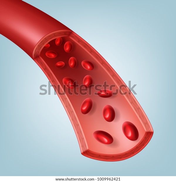 赤血球を含む断面のヒトの血管のベクターイラスト 背景に のベクター画像素材 ロイヤリティフリー