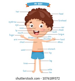 Vector Illustration Of Human Body
