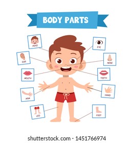 Vector Illustration Of Human Body
