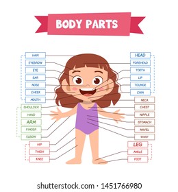 Vector Illustration Of Human Body