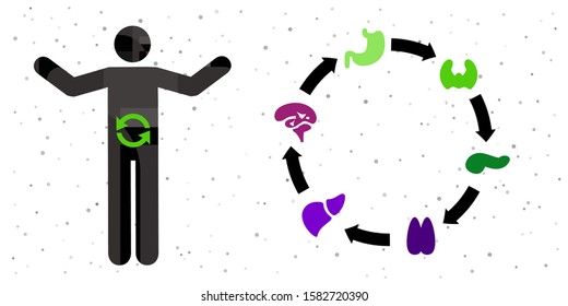 Vector Illustration Of Human Body Arrows And Organs For Metabolism Hormonal And Digestion Systems