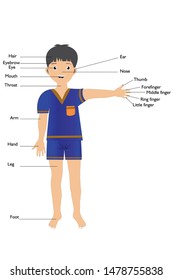Vector illustration of human body and organs
