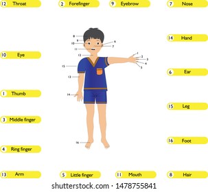 Vector illustration of human body and organs
