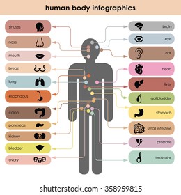 Vector Illustration / Human Body / Organs Icons