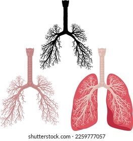 Vector illustration of human body part, organ lungs with detailed bronchi and trachea and the silhouette of respiratory system isolated on white background