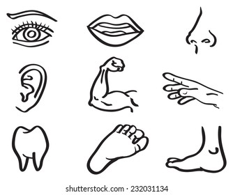 Vector illustration of human body parts, eye, mouth, nose, ear, arm, hand, tooth and foot isolated on white background