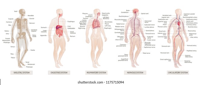 The vector illustration Human Body Systems: Circulatory, Skeletal, Nervous, Digestive systems. Full-length isolated image of man on white background.