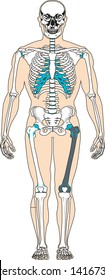Vector illustration Human Body Systems