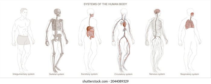 298 Images of male reproductive system Images, Stock Photos & Vectors ...