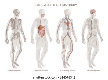 The vector illustration Human Body Systems: Circulatory, Skeletal, Nervous, Digestive systems. Full-length isolated image of man on white background.