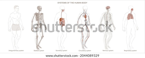 Vector Illustration Human Body Systems Circulatory Stock Vector ...