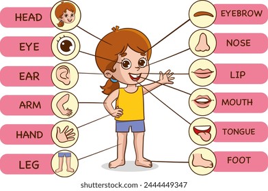 Vector Illustration of Human Body.Preschool education poster with young boy anatomy