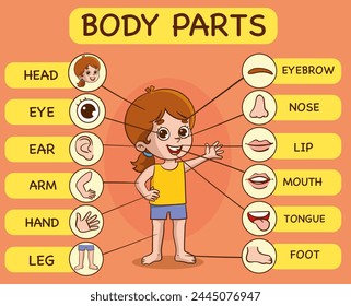 Vector Illustration of Human Body.Preschool education poster with young boy anatomy. Cheerful child and her body parts in separate pictures