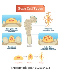 Vector illustration of human bone cell types. Scheme of osteogenic cell, osteoblast and osteocyte. Medical diagram visualization of stem cells, bone tissue, resorption and destruction of bone matrix. svg